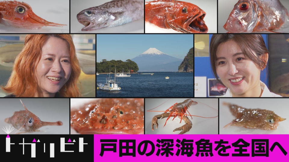 札付き✨中里リンゼアナ・土を減らしてそのまま発送 トガリビト 熱量に、ふれる 3月7日(土)放送分 第8回「深海魚×静岡