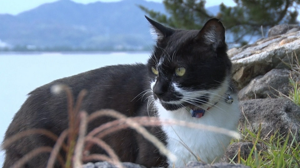 ねこ自慢 4月8日(水)放送分 看板猫とお酒が呑めるネコ酒場へ