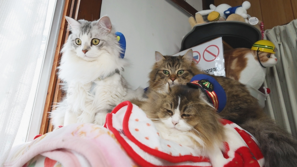 ふにゃ～り日和 3月25日(火)放送分 Vol.56 みんなマイペースだにゃ