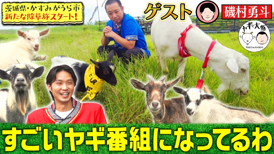ヤギと大悟 10月13日(金)放送分 茨城かすみがうら編＃1 初の湖でヤギ