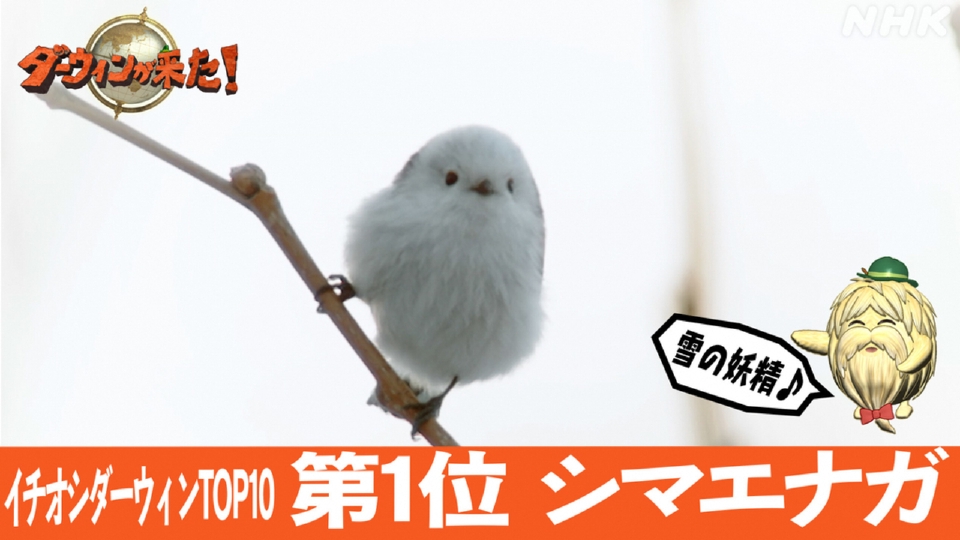 ダーウィンが来た！ 3月31日(日)放送分 リクエスト第1位 「見