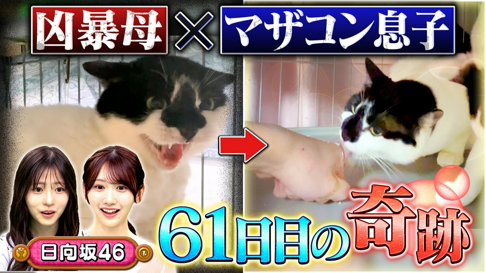 YU。猫　　プロフ確認願 坂上どうぶつ王国 6月5日(金)放送分 choy？の超人嫌い親子猫の人馴れ