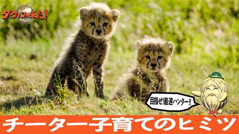 ダーウィンが来た! 6月8日(日)放送分 「目指せ!最速ハンター チーター