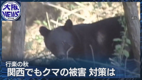 TVOやさしいニュース特集 ドングリ 京都凶作に近い並作【関西でもクマ被害注意】特性理解し対策グッズで事前準備を！