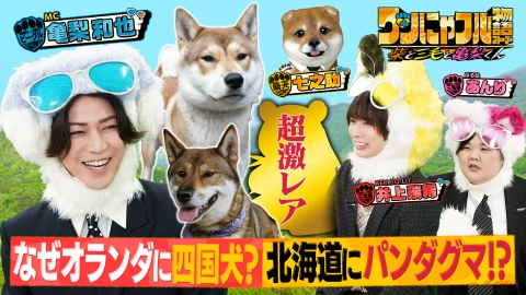 世界を救う！ワンにゃフル物語～柴と三毛と亀梨くん～ MC：亀梨和也！なぜオランダに四国犬？北海道にパンダ熊？