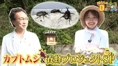 所さんの目がテン！ 里のカブトムシ&ニホンミツバチを調査!
