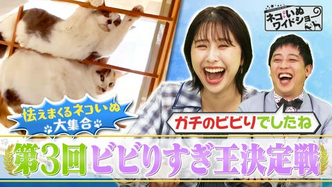 ネコいぬワイドショー 愛らしさ満点！ネコいぬ ビビリすぎ王決定戦/温泉地・別府で出会う“全国1位”ツンデレネコのおもてなし