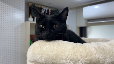 ねこ自慢 超特急タカシが長毛種の猫カフェでニャンコに埋もれる！算数教室の看板猫