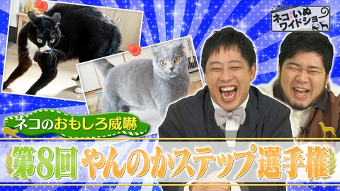 ネコいぬワイドショー ネコのおもしろ威嚇！やんのかステップ選手権/古都・京都で出会う「金継ぎ教室」の癒やしネコ