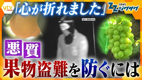 サタデーLIVE ニュース ジグザグ 収穫直前の悪夢…なぜ盗まれるのか？ 全国で続発するフルーツ盗難を徹底解説【ニュース ジグザグ】