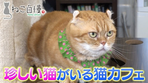 ねこ自慢 サンシャイン池崎が多彩な猫と触れ合えるカフェへ！猫が集まるお寺を調査