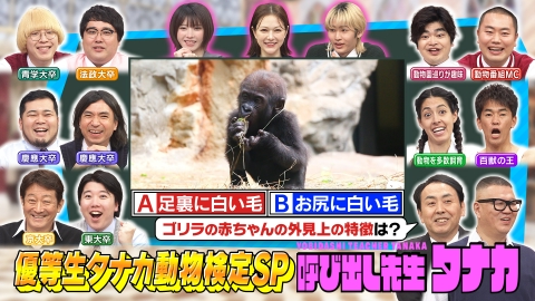 呼び出し先生タナカ タナカ動物検定！思わず笑っちゃう動物の生態＆激カワ赤ちゃんQ