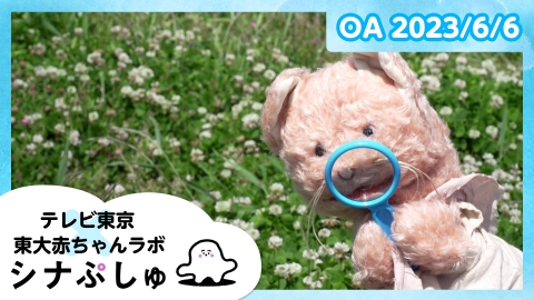 シナぷしゅ
