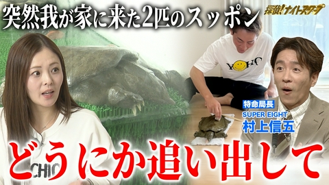 探偵！ナイトスクープ 夫が飼っている２匹のスッポンをどうにかしてほしい！【特命局長：村上信五】