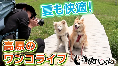 いぬじかん 高橋ひとみが愛犬と登場！八ヶ岳でワンコファーストな生活を送る家族