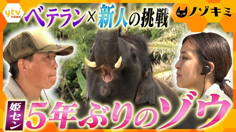 厳選！ytvニュース特集 【ノゾキミ】姫路セントラルパークに５年ぶりのゾウ！ベテラン新人コンビの挑戦