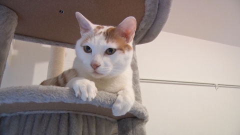 ねこ自慢 サンシャイン池崎のヒザが猫にモテモテ！？密室で猫を堪能できるカフェ！