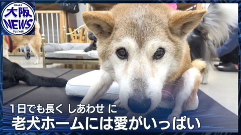 TVOやさしいニュース特集 【歳をとるほど愛おしい】最期まで看てあげたい…年中無休の「老犬ホーム」