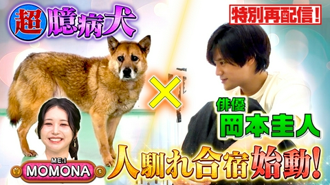 坂上どうぶつ王国 特別再配信！岡本圭人×ビビり犬人馴れ合宿始動