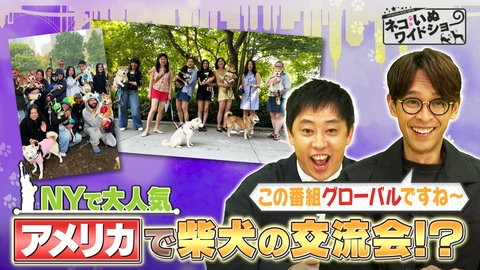ネコいぬワイドショー 眠たすぎる動画SHOW 場所を選ばず爆睡するネコいぬ達/ネコの便利屋が挑む謎事案 京都の山奥に突如現れた長毛種ネコ集団