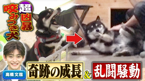 坂上どうぶつ王国 岡本圭人とビビり犬の愛情合宿