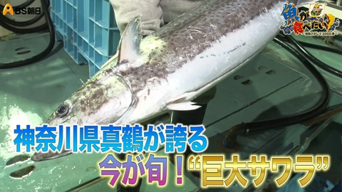 魚が食べたい！ ～地魚さがして3000港～ 美しい真鶴の海で初登場のベテランDが漁に密着！果たして？
