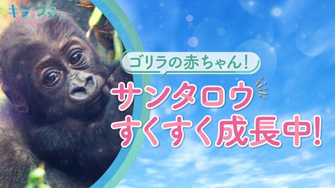 キラスマ 京都市動物園のゴリラの赤ちゃん！サンタロウ
