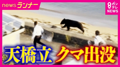 newsランナー 「こんなところで出るんや」　日本三景「天橋立」にクマ出没　海を泳いで逃げる様子も　約6時間の大捕物　麻酔銃で撃たれ駆除