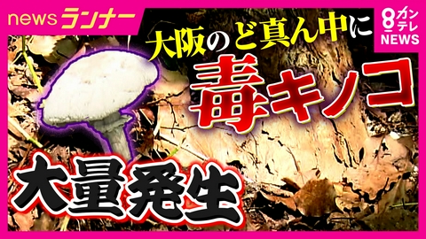 newsランナー 街中の公園に毒キノコ「オオシロカラカサタケ」が大量発生　ことしの「降水量」に原因か　毒キノコから「がん治療薬」の開発の研究も
