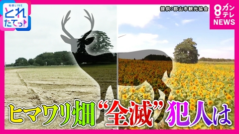 旬感LIVE とれたてっ！ 180万本の「ひまわり畑」が全滅　カメラが捉えた“意外な犯人”は？　6頭がもぐもぐ口を動かし…　「残念でしょうがない」　農作物にも被害　福島・郡山市