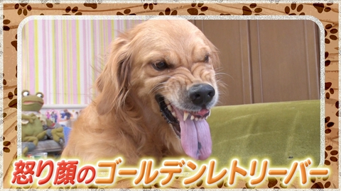 いぬじかん 触られるのが苦手なワンコのトレーニング方法を伝授！サーフィン犬登場