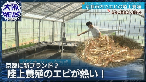 TVOやさしいニュース特集 【 ”京都海老”って？】海がなくても陸上養殖　古都で新ブランド誕生⁉