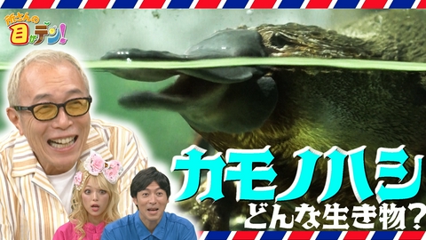 所さんの目がテン！ 桝太一がナビゲート!!タスマニアの超不思議な生き物カモノハシ