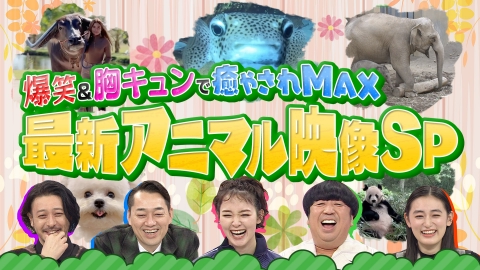 感動体験!アンビリーバボー~わんこの奇跡の贈り物 [DVD] Amazon.co.jp: 感動体験!アンビリーバボー~わんこの奇跡の贈り物