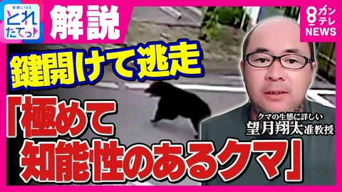 旬感LIVE とれたてっ！ “居座りグマ”新たに複数目撃「極めて知能性があるクマ」番組リポーターが緊張の中“安全にも配慮し”現地生中継