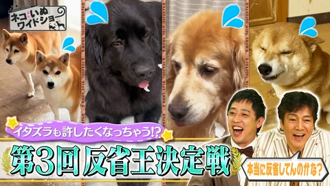 ネコいぬワイドショー 2年ぶりの復活！反省王決定戦/絶滅危惧の「縄文柴犬」が里山を救う！野生動物との共生