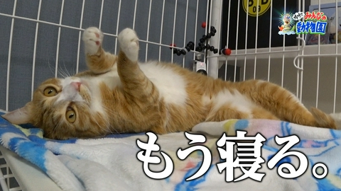嗚呼!!みんなの動物園 ティモンディ前田預かる最強パンチ猫ケージOPENで急接近