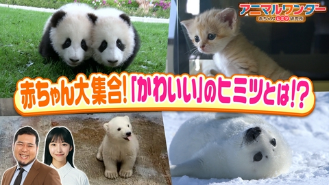 アニマルワンダー　赤ちゃんヒミツ研究所 動物の赤ちゃん「かわいい」のヒミツを徹底解明ＳＰ！伝説の飼育員厳選の超貴重映像も