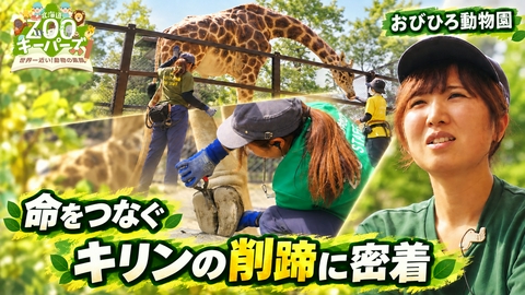 北海道ZOOキーパーズ～世界一近い！動物の素顔～ おびひろ動物園　キリン飼育員に密着