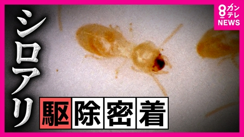 newsランナー 実は“ゴキブリ”の仲間「シロアリ」駆除業者に密着　忍び寄る脅威　マンションでも侵入されるリスクが　ケーブルも布もビリビリ…憎きシロアリを“昆虫食”として活用！