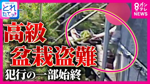 旬感LIVE とれたてっ！ 【わずか2分30秒】”高級盆栽”盗難相次ぐ背景は？犯行の一部始終が防犯カメラに　海外から投稿のSNSに“盗まれた盆栽”が　盆栽盗難被害は年間100件超え