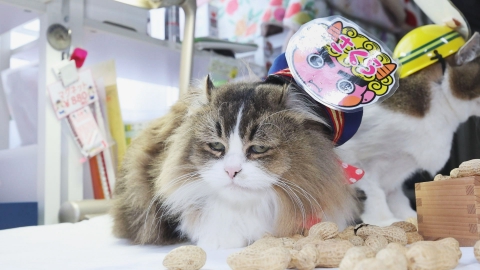 ふにゃ～り日和 3月25日(火)放送分 Vol.56 みんなマイペースだにゃ