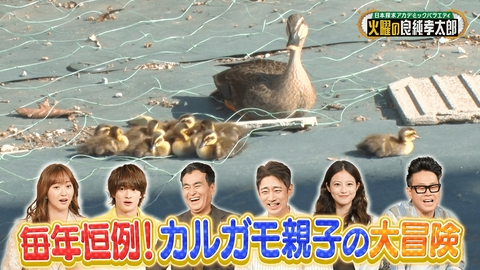 日本探求アカデミックバラエティ　火曜の良純孝太郎 カルガモのお引越しに完全密着！今田美桜も驚きのハプニング続出!?