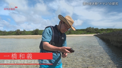 探究の階段 ナマコの研究／一橋和義（東京大学医学部附属病院 助教）