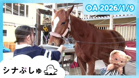 シナぷしゅ シナぷしゅ公式26/01/09