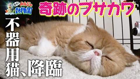 嗚呼!!みんなの動物園 保護猫新シリーズ開始!池崎一門に超猫好き紅白歌手加入!