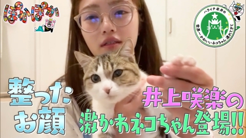 ぽかぽか 8月14日(月)放送分 月曜（3）井上咲楽の激かわネコちゃんが