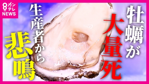 newsランナー 兵庫の海で養殖カキのおよそ8割が死滅　「地球温暖化も影響のひとつ」と専門家　背景には海水温と塩分濃度の上昇か
