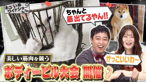 猫仮面② 商品信息|假面骑士玩具官网|万代官方网站