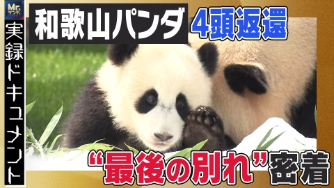 実録ドキュメント Mr.サンデーpresents 和歌山パンダ4頭返還“最後の別れ”に密着